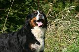 BOUVIER BERNOIS 653